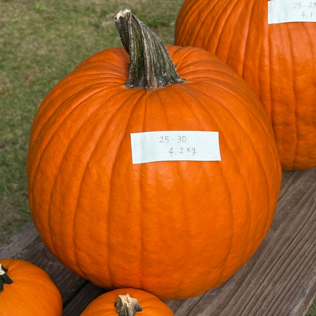 【すず】ハロウィンかぼちゃ　本物
