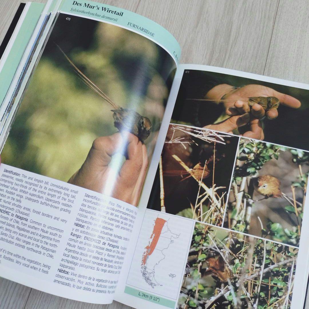 パタゴニア ティエラ・デル・フエゴ 南極半島の鳥　鳥類の写真ガイドブック