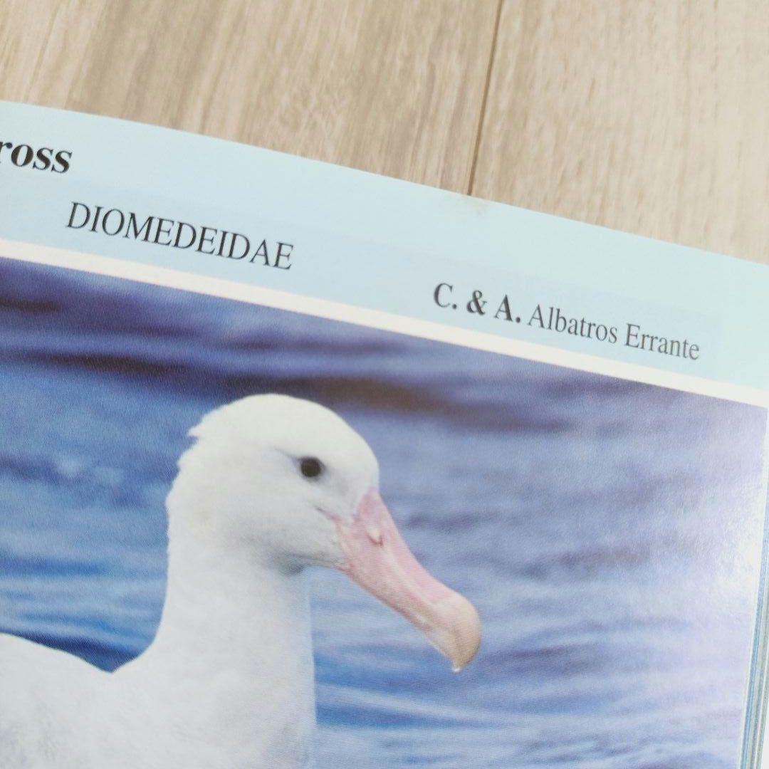 パタゴニア ティエラ・デル・フエゴ 南極半島の鳥　鳥類の写真ガイドブック