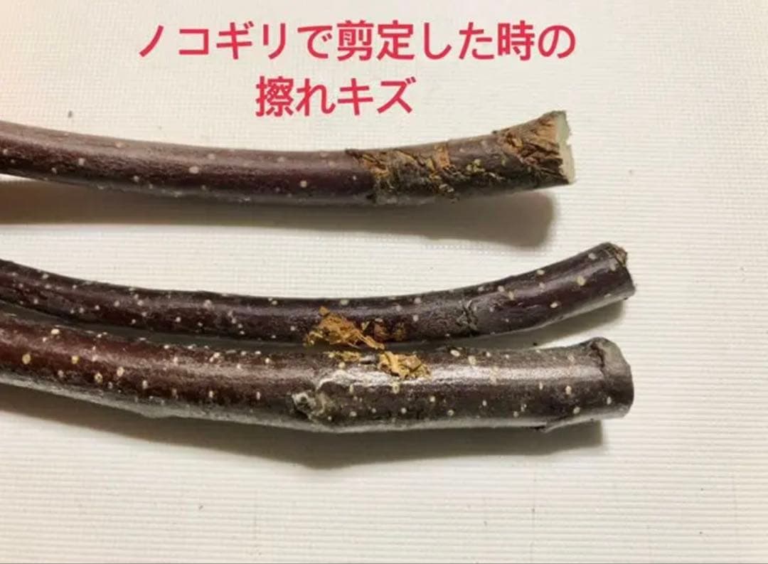 まるちい様①②