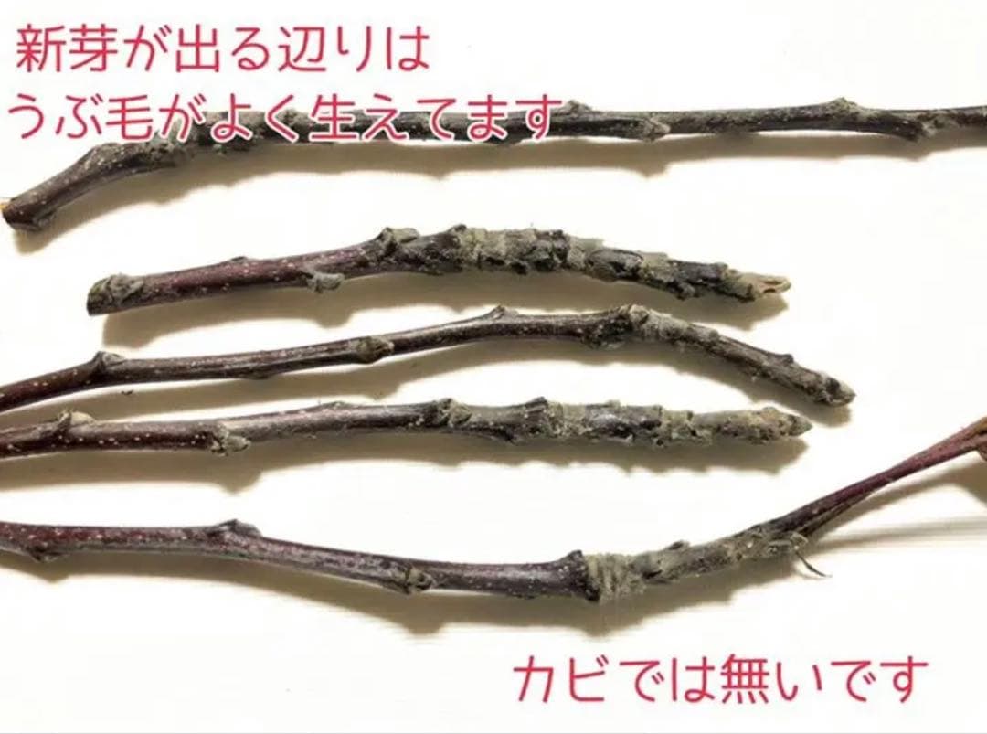 まるちい様①②