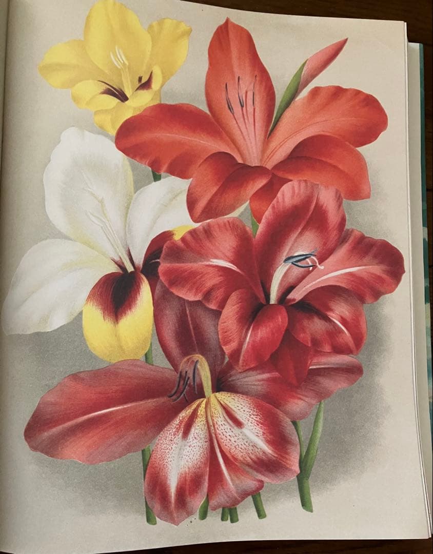 ジョンデリアン ピクチャーブック