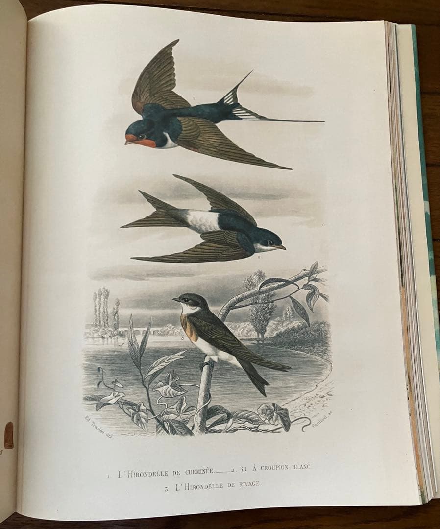 ジョンデリアン ピクチャーブック