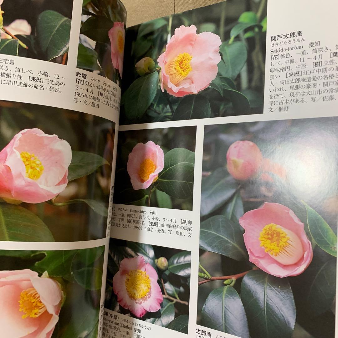 最新日本ツバキ図鑑