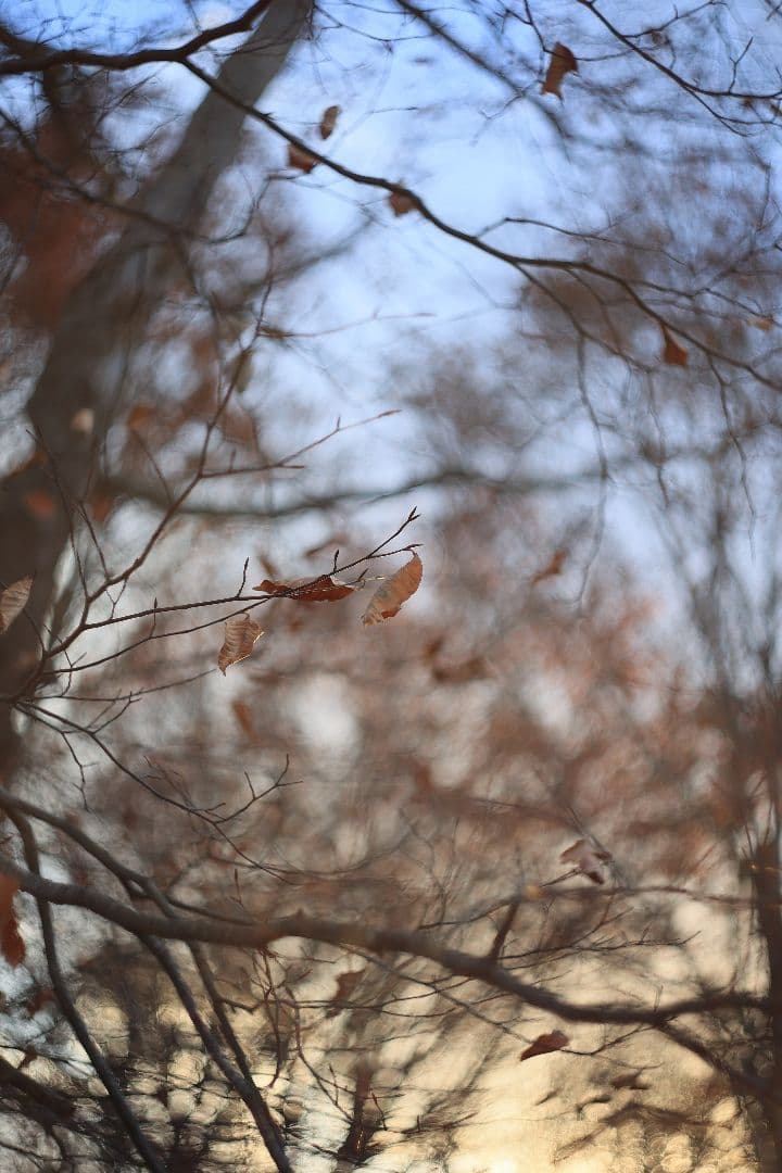 MC HELIOS-44M-6 58mm F2 《Valdai製》【美品】