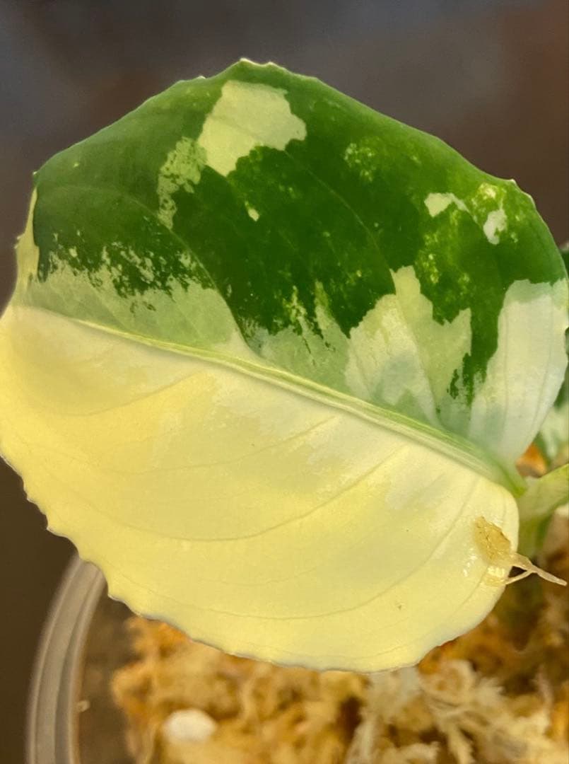 アグラオネマ　アチェ産　バリエガータ　斑入り