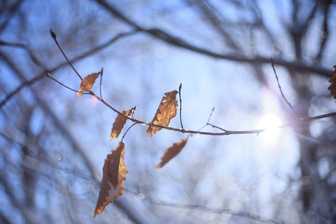 RICOH XR RIKENON 50mm F2 第一世代 【美品】