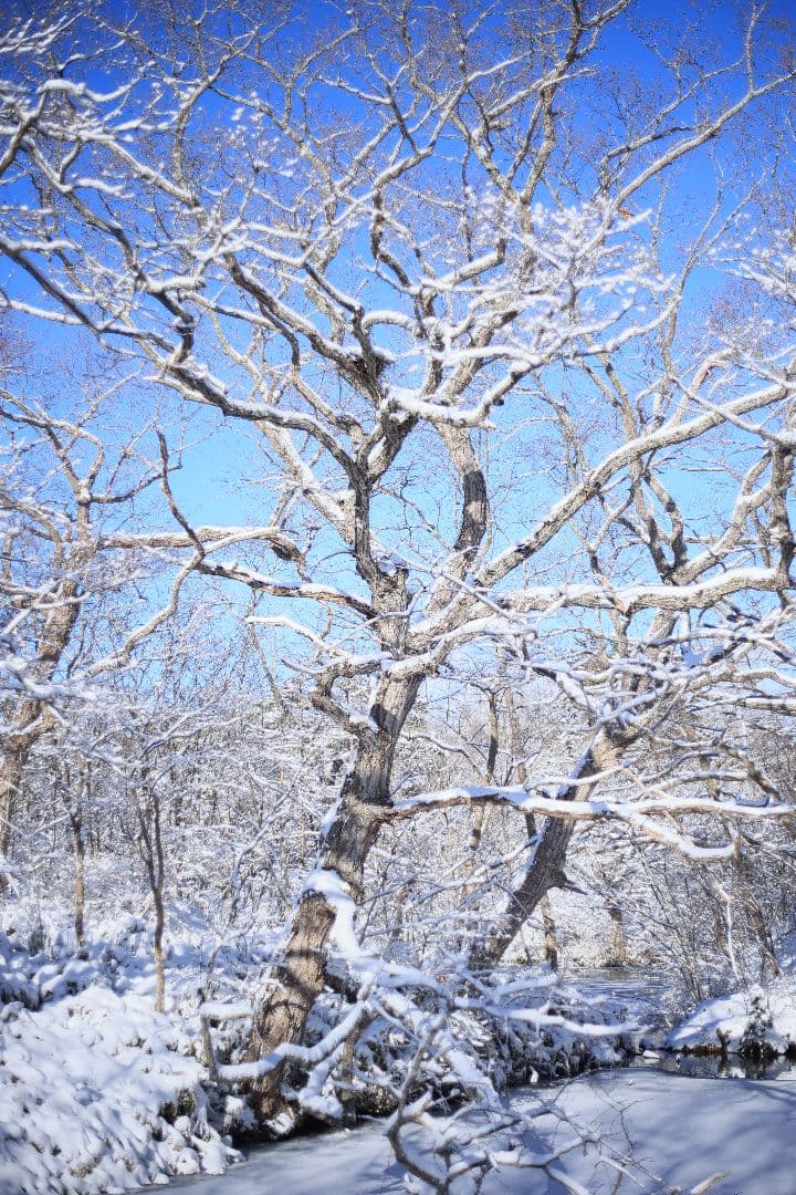 RICOH XR RIKENON 50mm F2 第一世代 【美品】