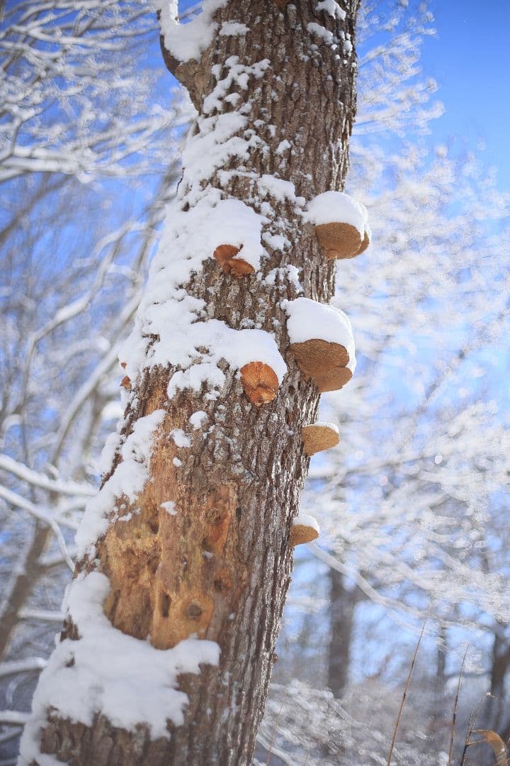 RICOH XR RIKENON 50mm F2 第一世代 【美品】