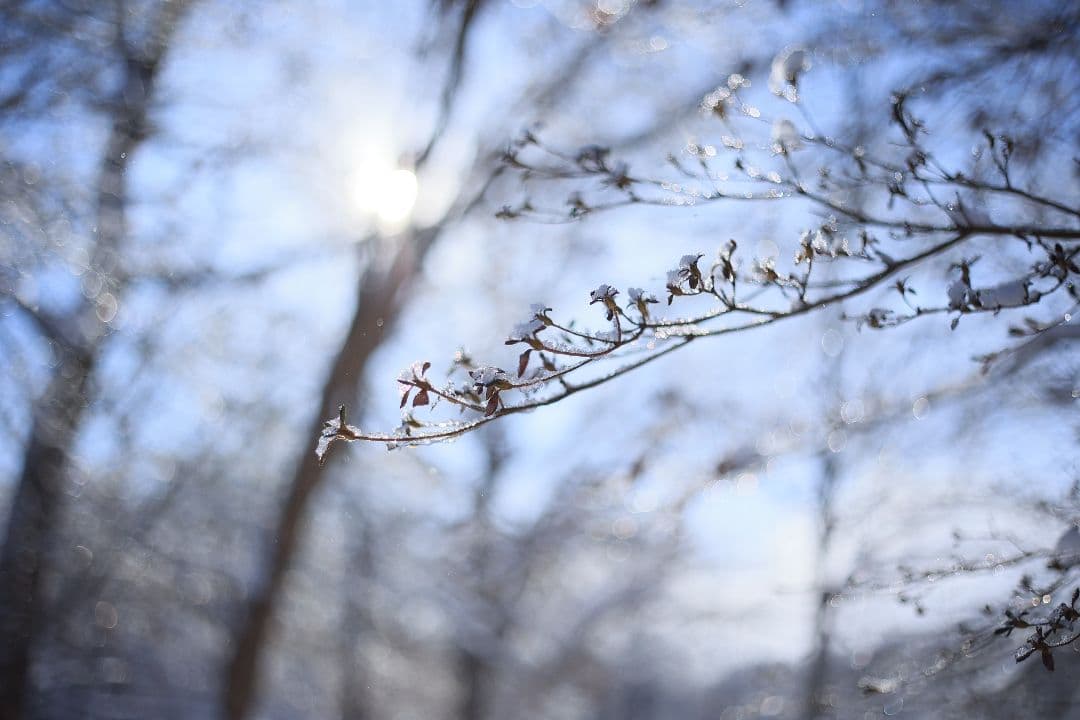 RICOH XR RIKENON 50mm F2 第一世代 【美品】