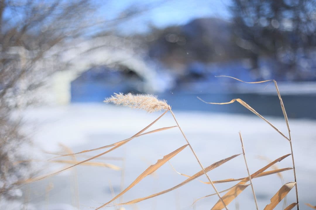 RICOH XR RIKENON 50mm F2 第一世代 【美品】