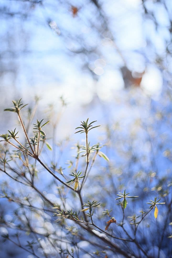 RICOH XR RIKENON 50mm F2 第一世代 【美品】