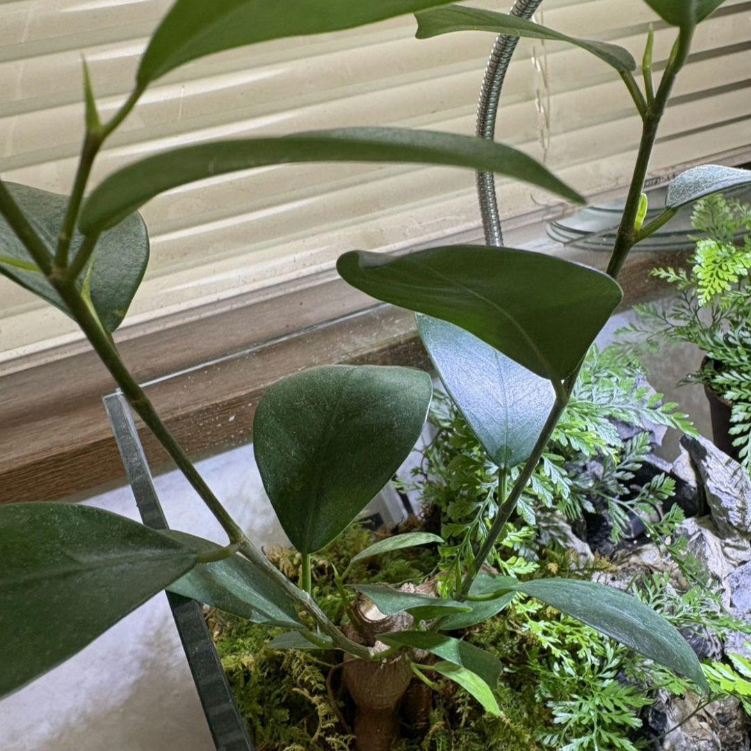 滝の流れるアクアテラリウム　No.1143