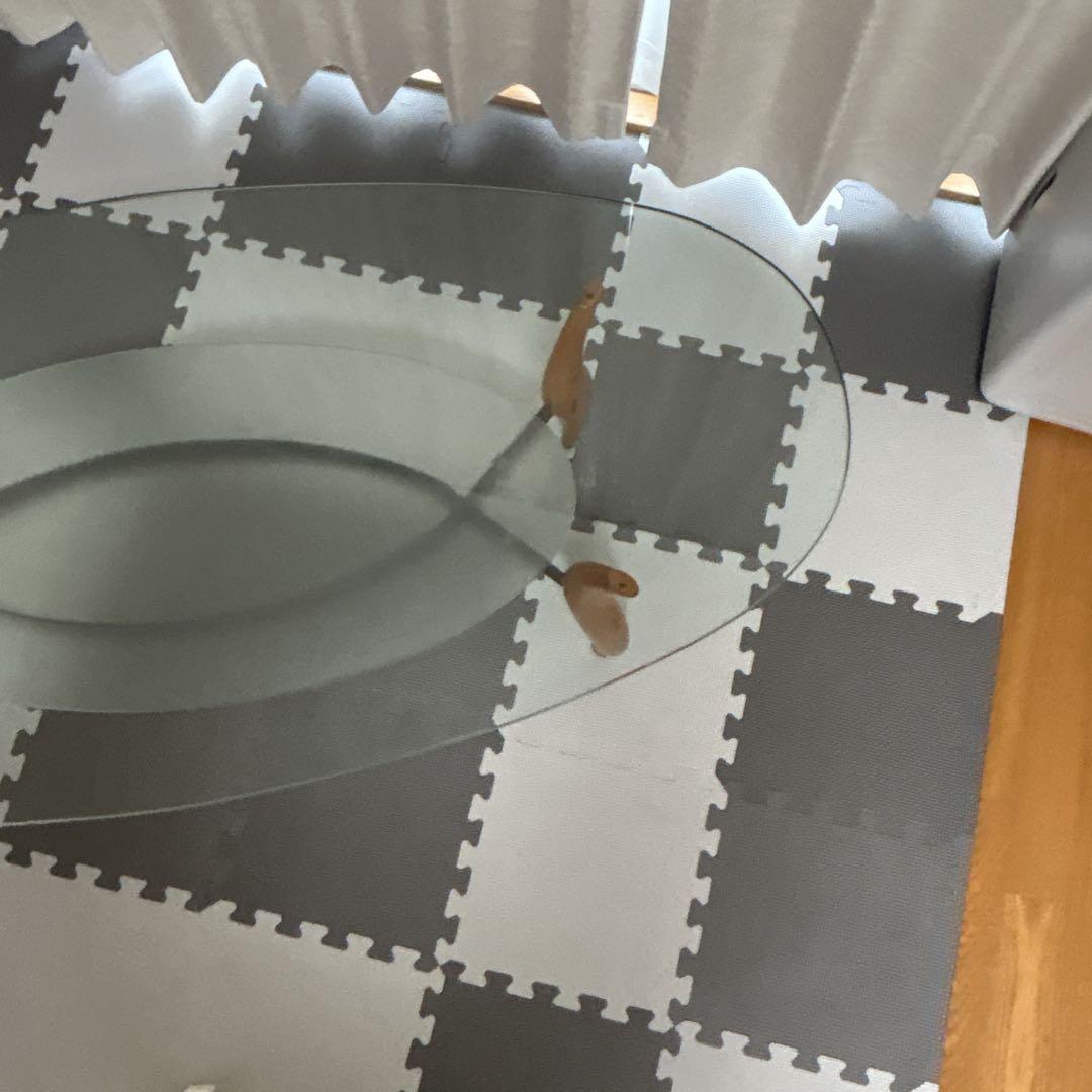 【高級】　大人気　ACTUS PORADA　アクタス　ポラダ　楕円ガラステーブル