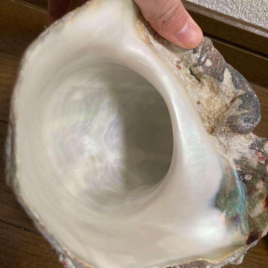 【沖縄産】夜光貝の殻　まとめ売り　9個　約9754g