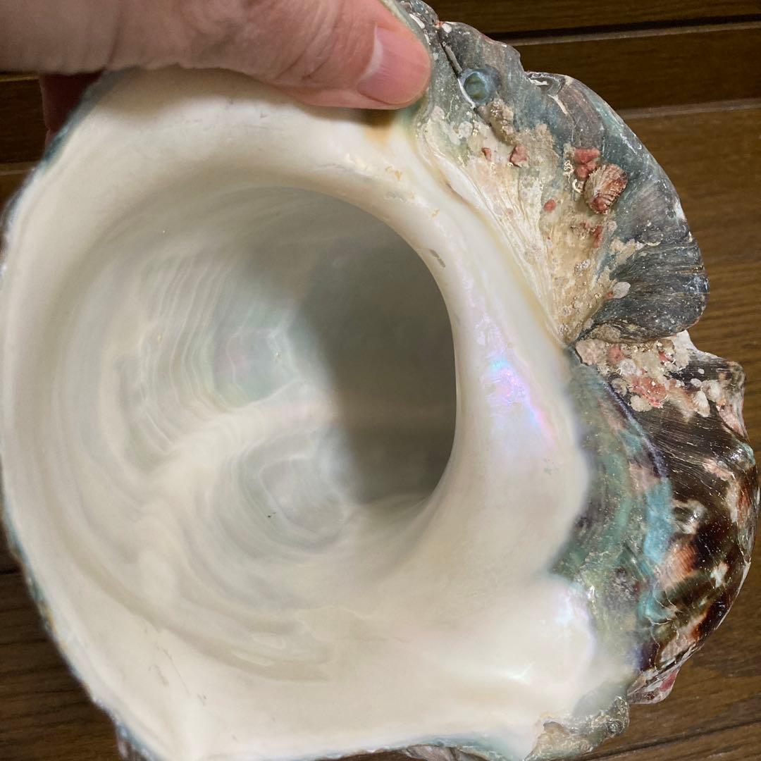 【沖縄産】夜光貝の殻　まとめ売り　9個　約9754g