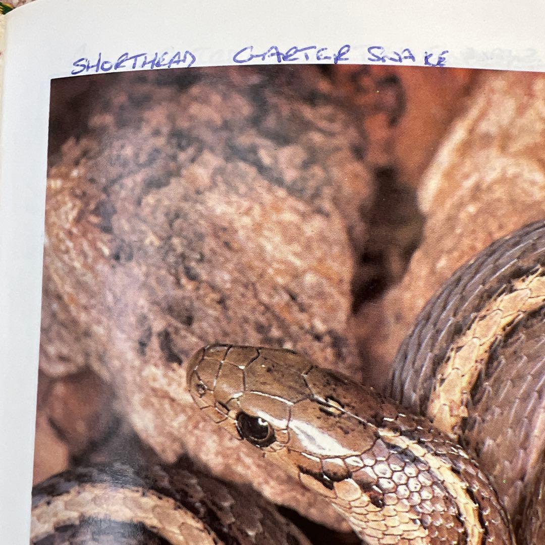 洋書THE MINI-ATLAS OF SNAKES アトラス　ヘビ