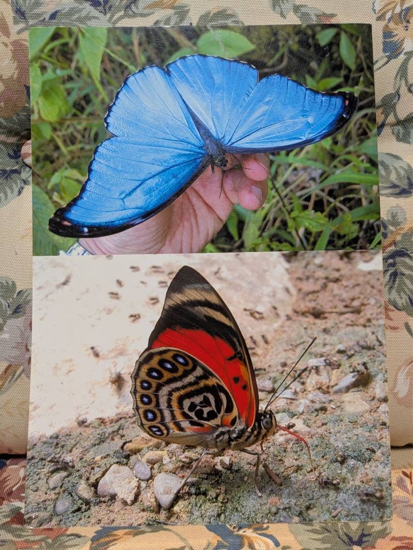 Butterflies of Peru ペルーの蝶類 Vol. 1