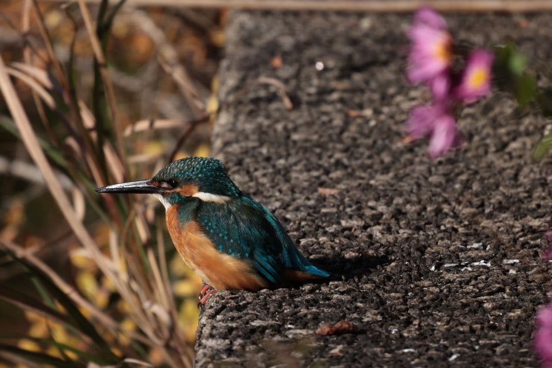 Canon RF 600mm F11 IS STM レンズ