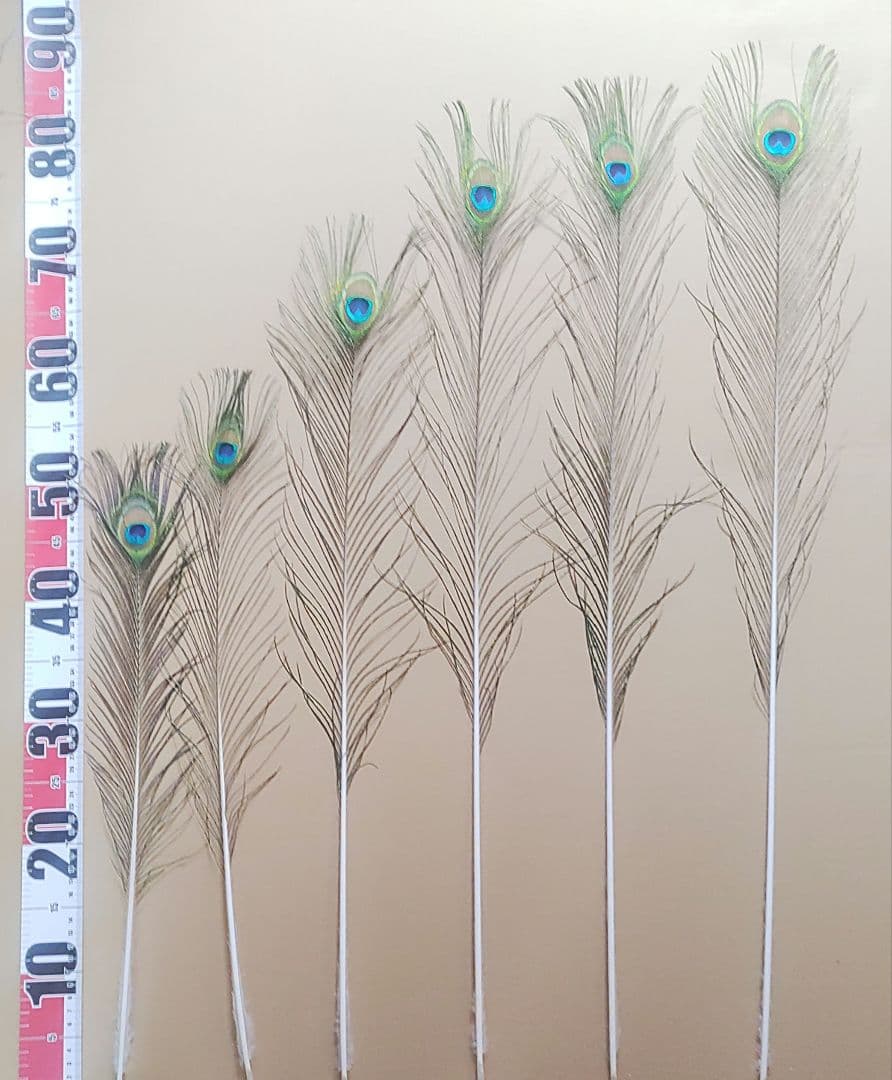 TTGさまリクエスト商品　【孔雀の羽根　ピーコックアイ、ソード&フォーク65本】