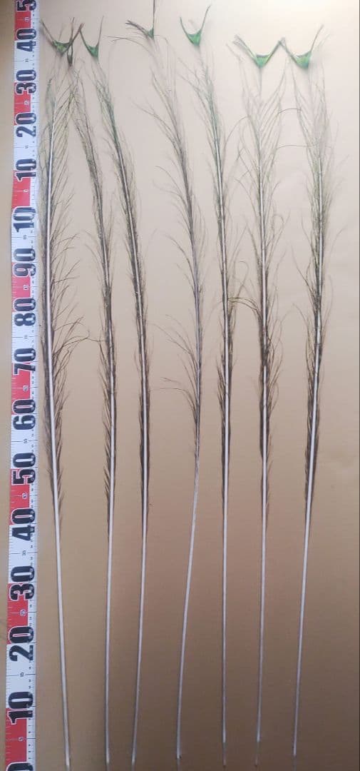 TTGさまリクエスト商品　【孔雀の羽根　ピーコックアイ、ソード&フォーク65本】