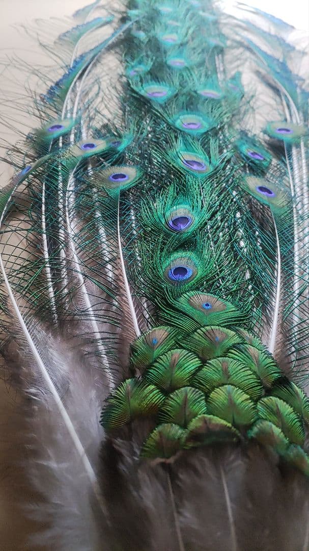 TTGさまリクエスト商品　【孔雀の羽根　ピーコックアイ、ソード&フォーク65本】