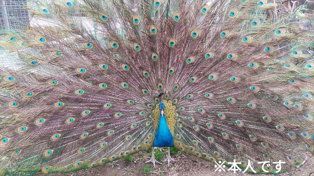 TTGさまリクエスト商品　【孔雀の羽根　ピーコックアイ、ソード&フォーク65本】