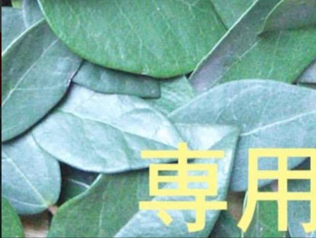 【リピート ame-mo】ドテラ ティーツリー ヤローポム 15ml