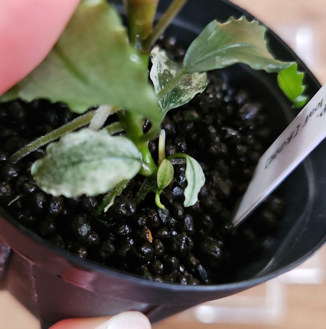 水草 Bucephalandra sp. White Marble Big leaf