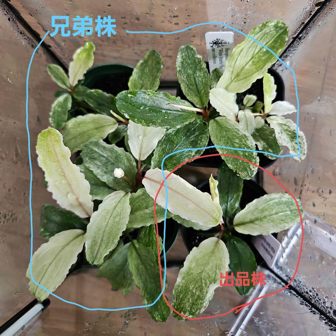 水草 Bucephalandra sp. White Marble Big leaf