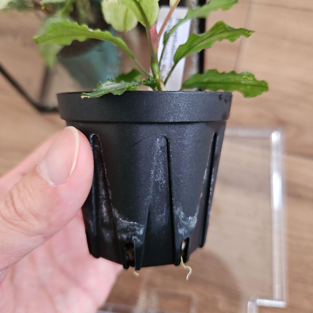 水草 Bucephalandra sp. White Marble Big leaf