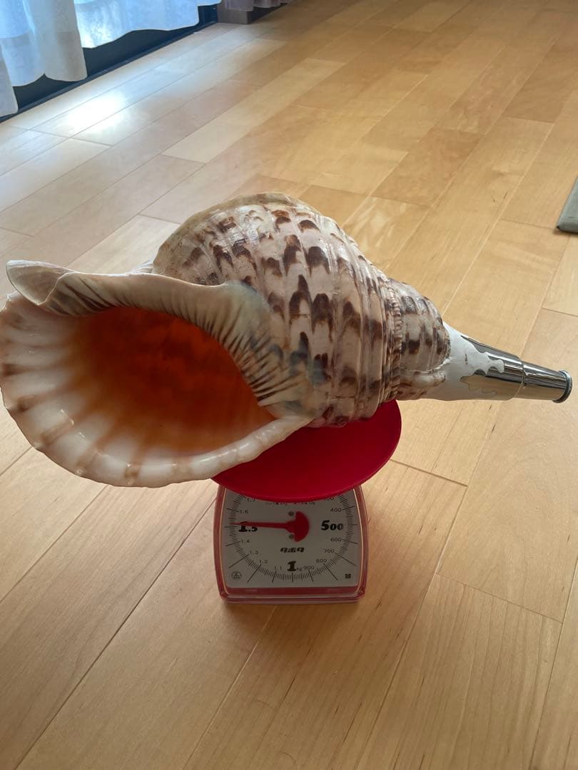 法螺貝　ほら貝　ホラ貝　神社　お寺　密教　お遍路　修験道　山伏　お祭り