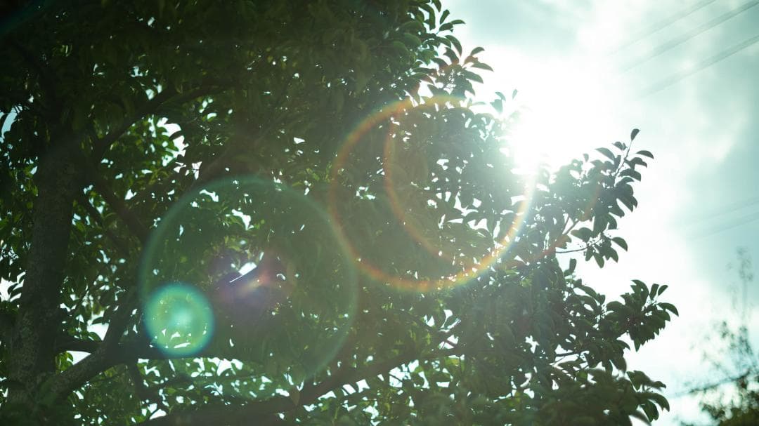 【オールドレンズ】Super Takumar 55mm f1.8 後期