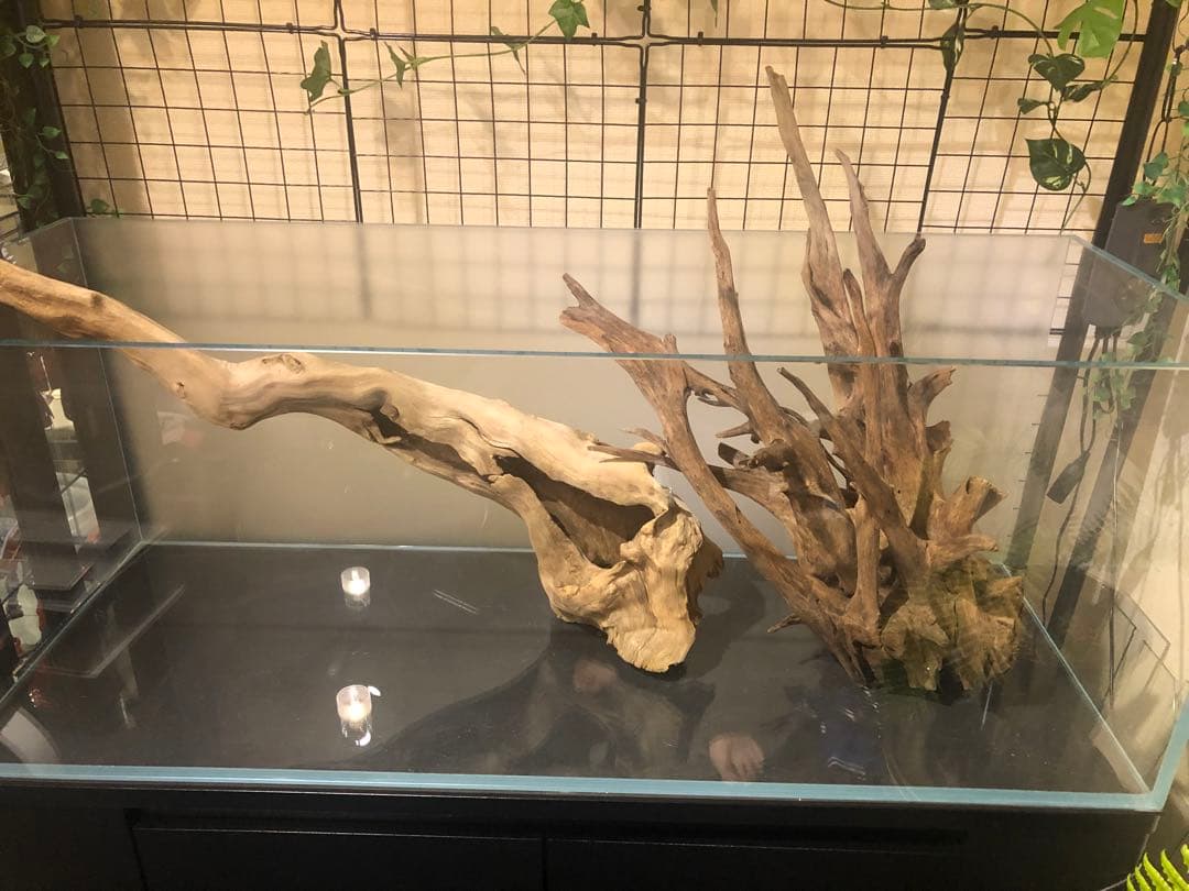 特大流木 水槽用レイアウト用品　現在交渉中