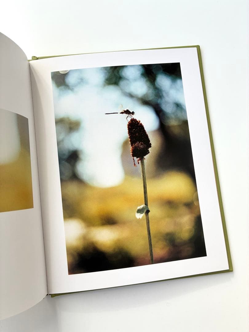 Terri Weifenbach写真集「Some Insects」花　空　虫　庭