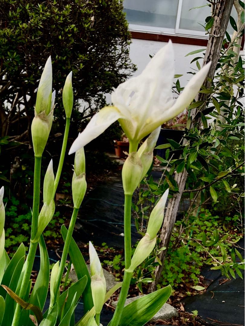 TIME FIRST/タイム ファーストXS アルテグラ フルカーボン