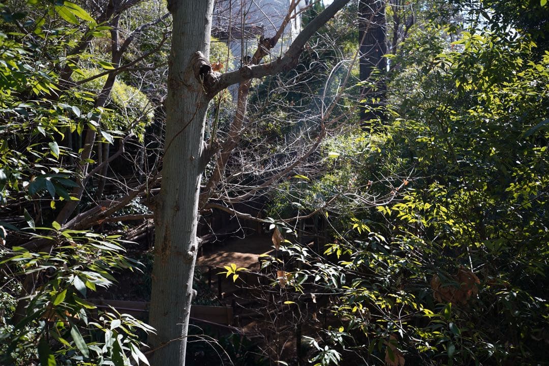 ＊cbjim＊ ライカ ズミクロン35mm +レンズフード12504セット