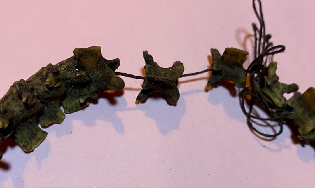 COBRA Bone Beads 1連