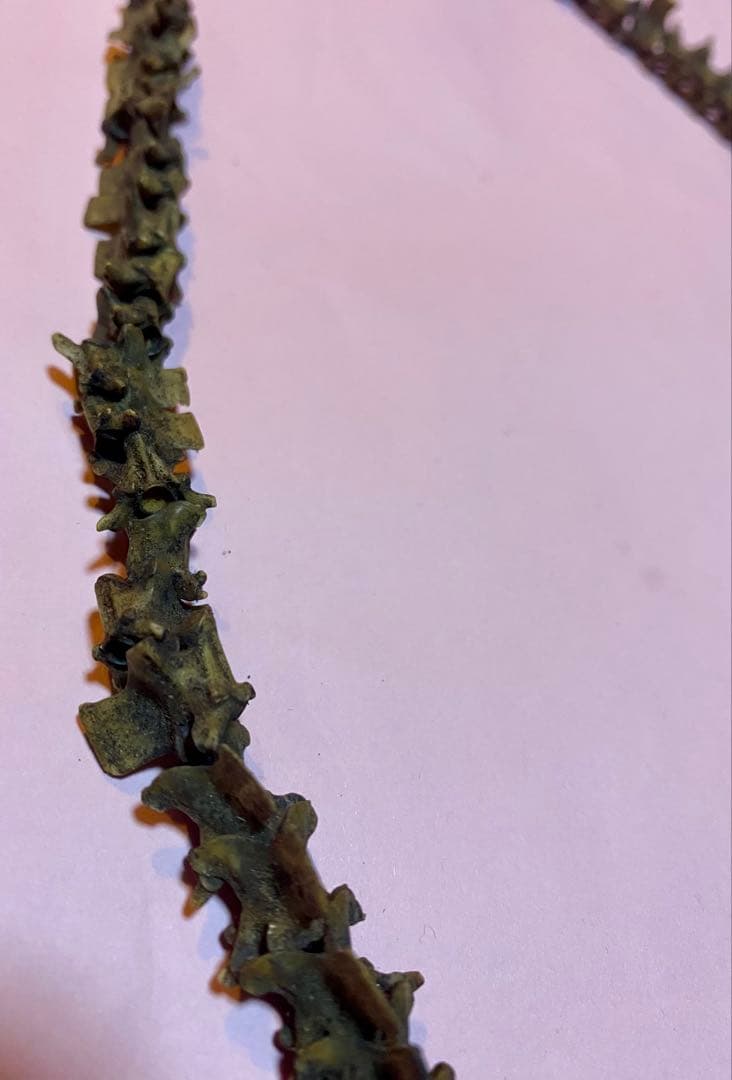 COBRA Bone Beads 1連