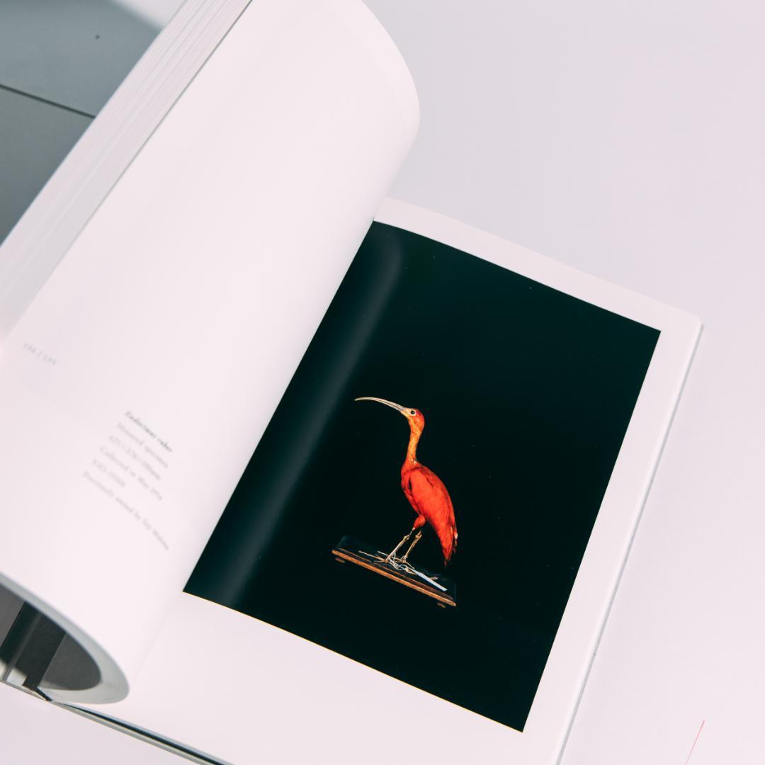 希少本 BIOSOPHIA of BIRDS : 上田義彦 原研哉