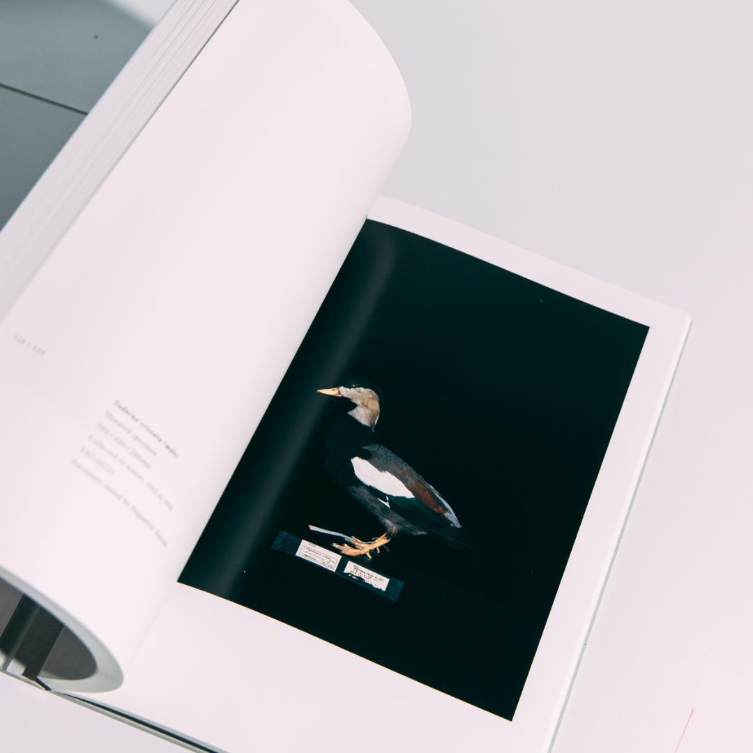 希少本 BIOSOPHIA of BIRDS : 上田義彦 原研哉