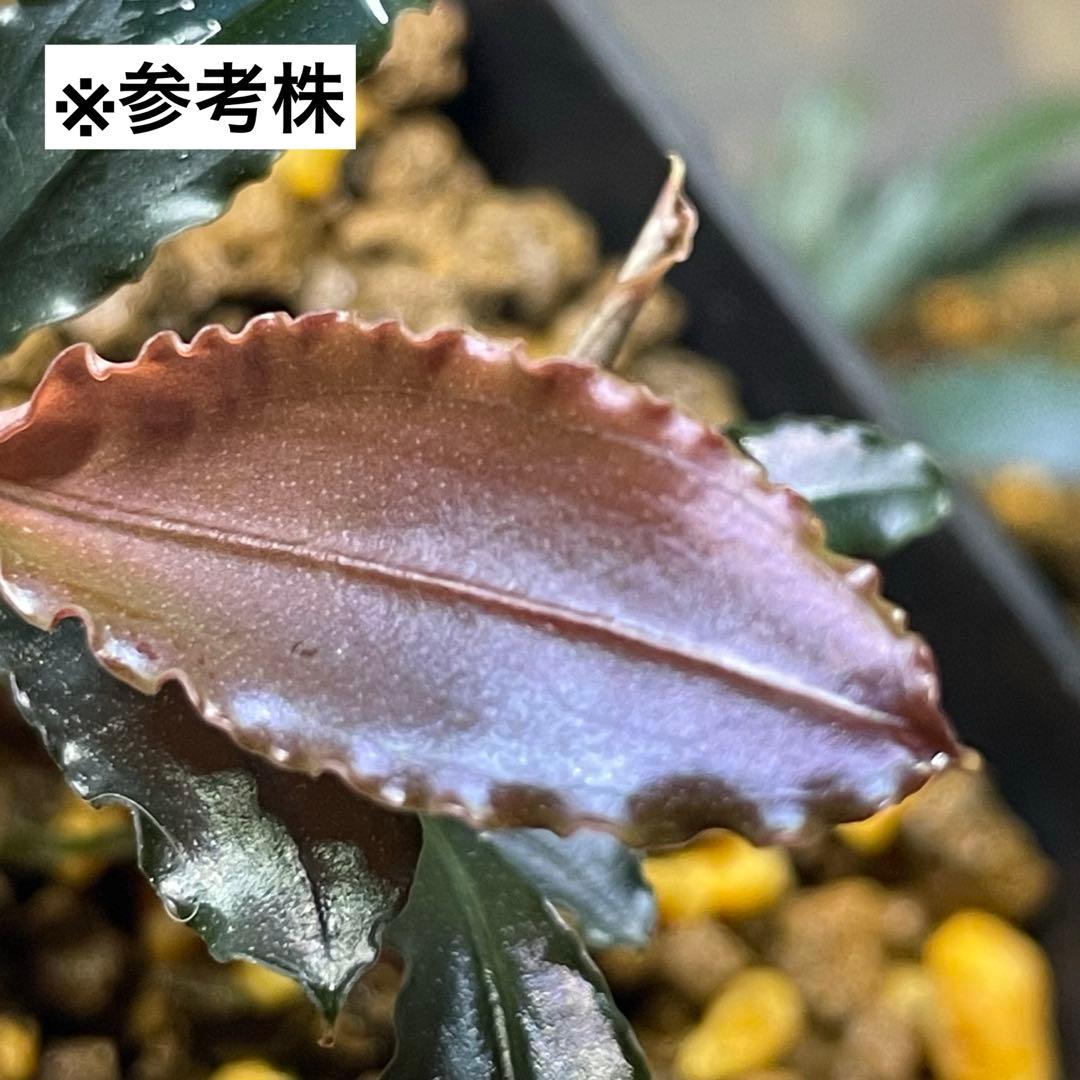 【水の国】ブセファランドラ レッドワルツ（※極小株）