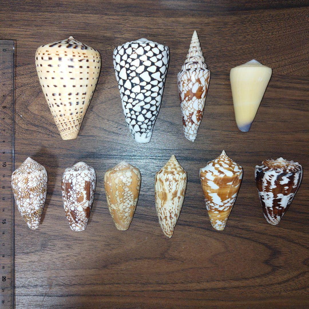 イモガイ　希少種含　11種　貝殻　標本