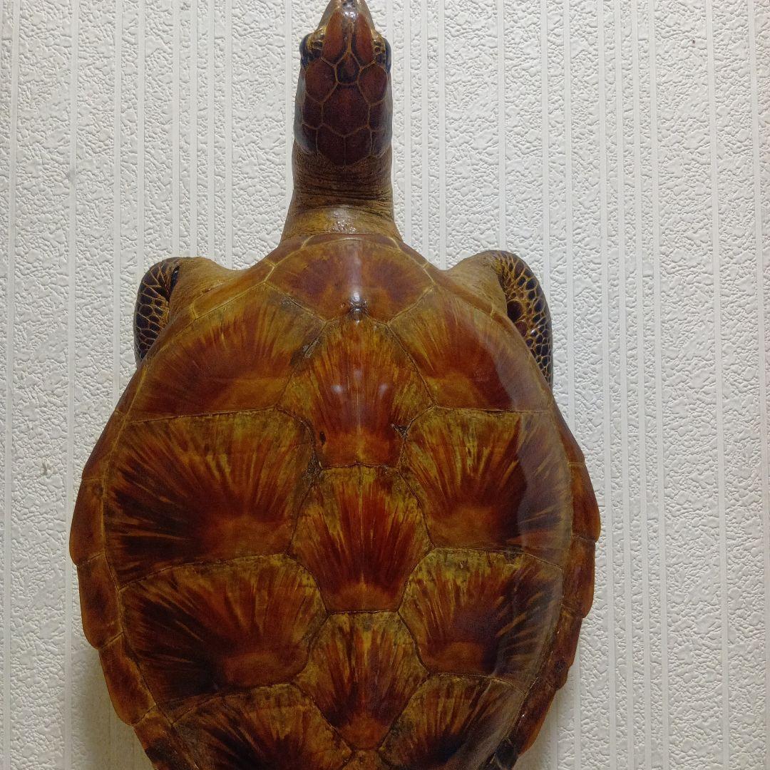 リアルな亀の置物 約60cm