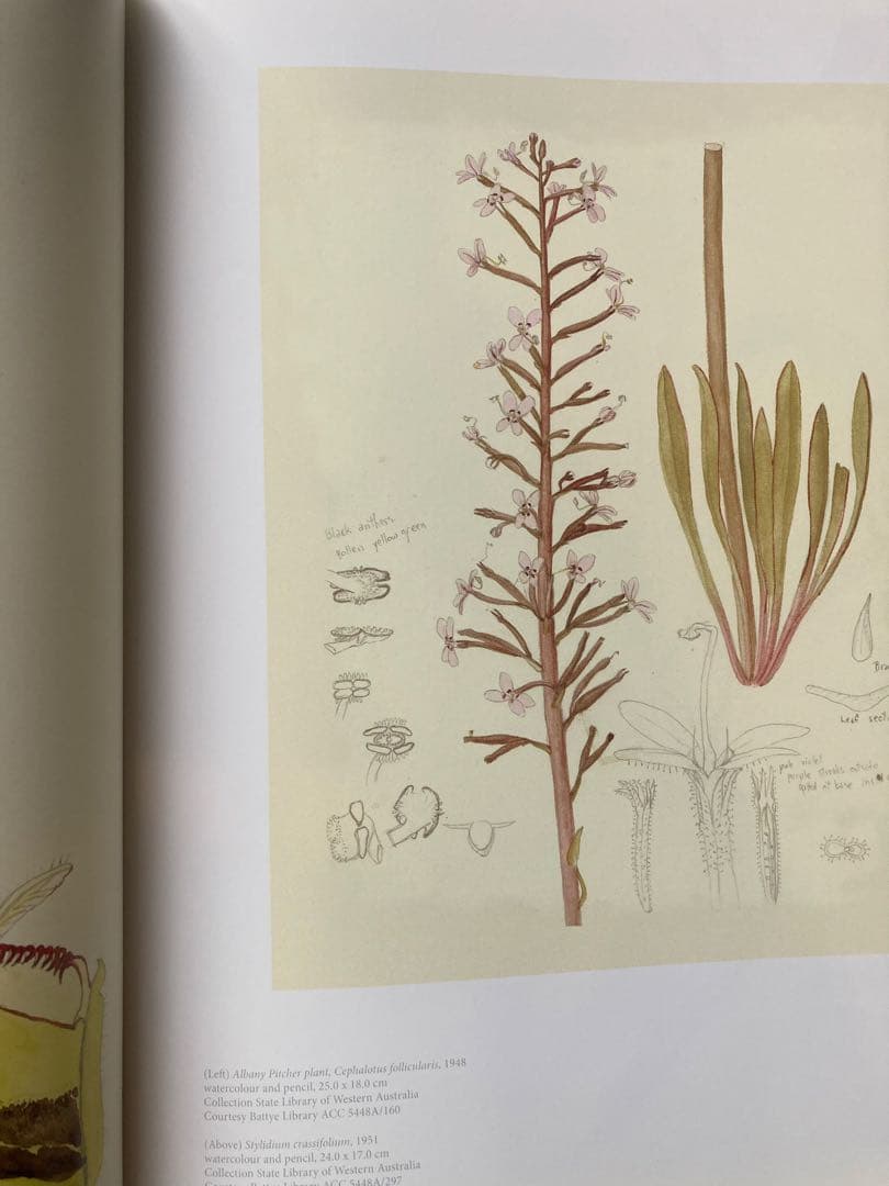 洋書 Brush With Gondwana