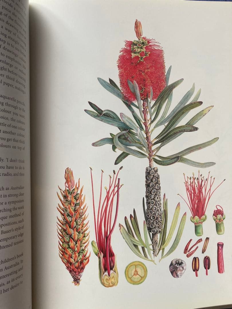 洋書 Brush With Gondwana