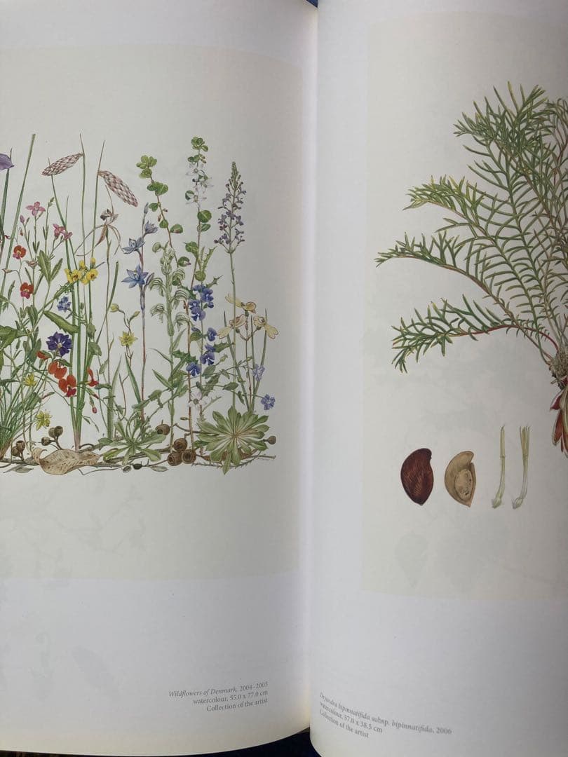 洋書 Brush With Gondwana