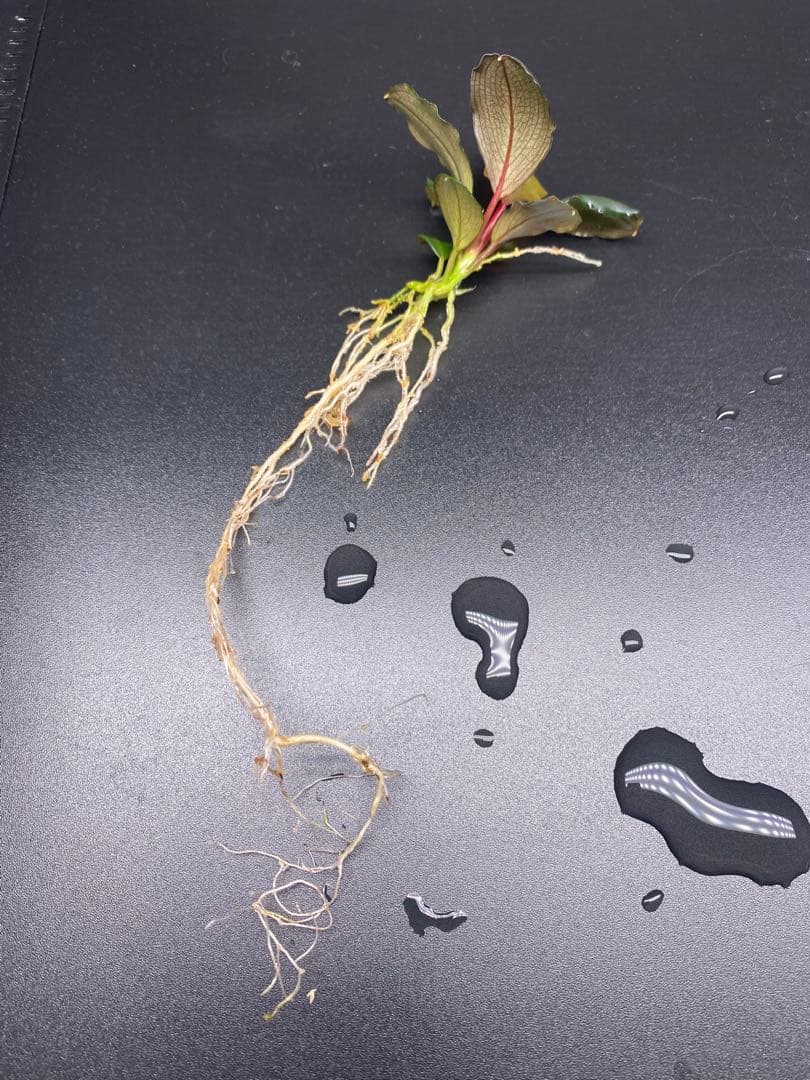 水草 Bucephalandra sp. Motleyana Red-stem