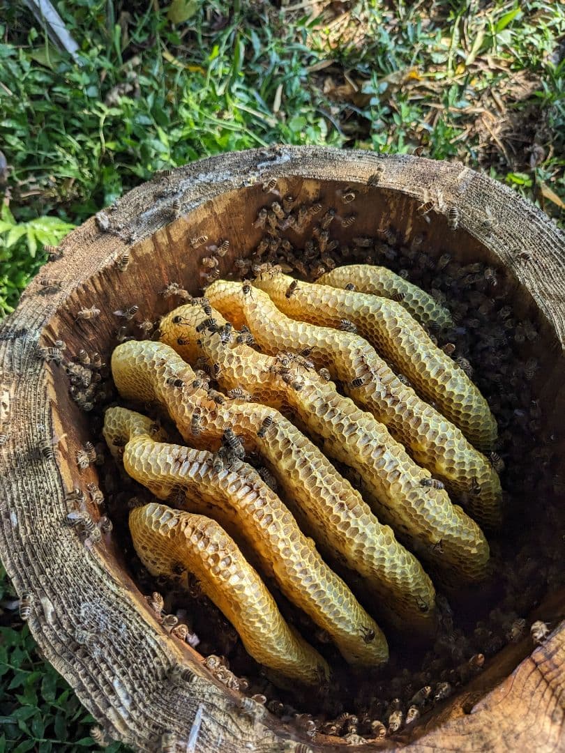 日本ミツバチ 蜂蜜 令和7年度 採れたて　たれ蜜　2年もの1200g ＋600