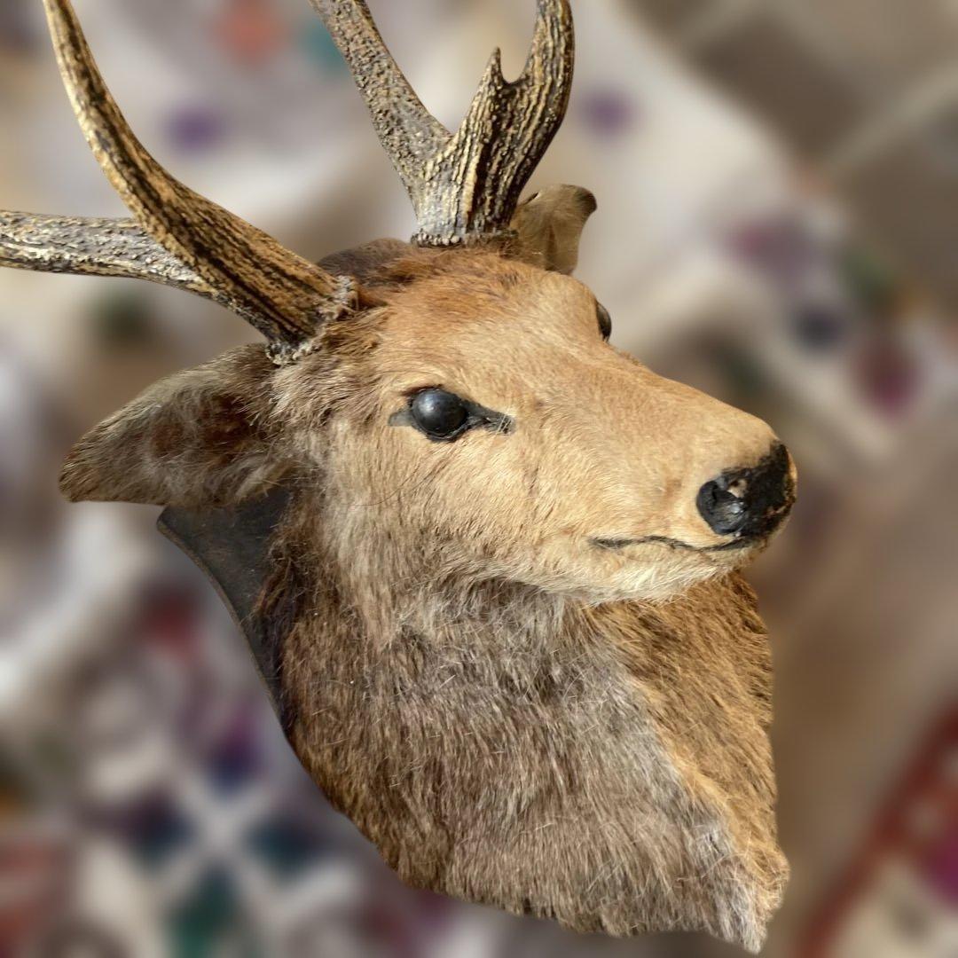 S 鹿　剥製　ハンティングトロフィー　ニホンジカ　壁掛け